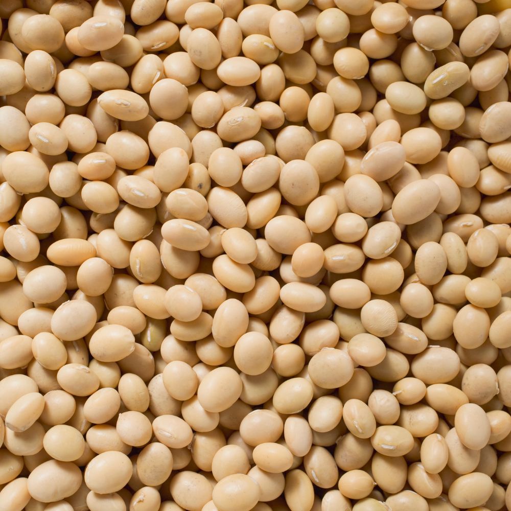 Soya Beans 黄豆 (Huang Dou) | (100g)