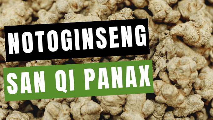 Notoginseng (San Qi Panax) - What Is It, How to Take and Potential Benefits