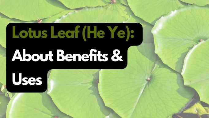 Lotus Leaf (He Ye): About, Benefits & Uses