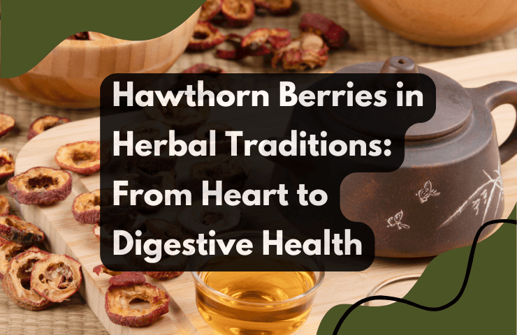 Hawthorn Berries in Herbal Traditions