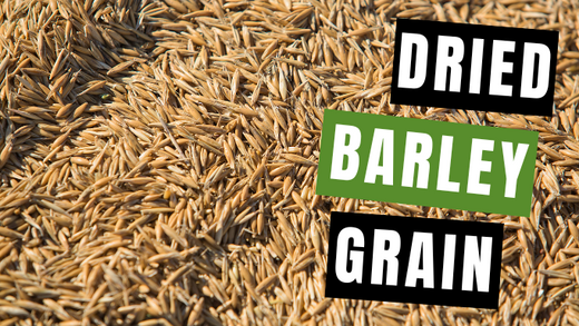 5 Great Ways to Use Dried Barley Grain - Vita Herbal Nutrition