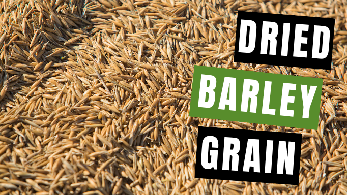 5 Great Ways to Use Dried Barley Grain (Mai Ya Chao)
