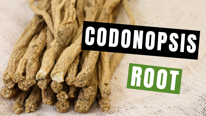 5 Brilliant Uses for Codonopsis Root (Dang Shen) | Vita Herbal Nutrition