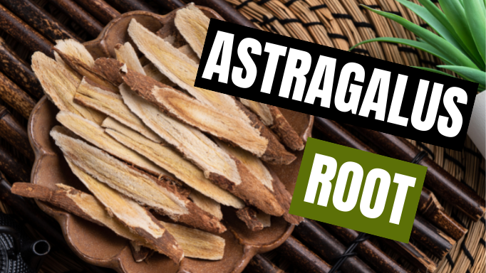 Astragalus Root: 5 Ways to Use in Cooking and Herbal Tea