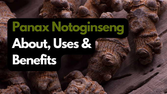 Panax Notoginseng: About, Uses & Benefits