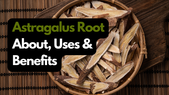 Astragalus Root: About, Uses & Benefits