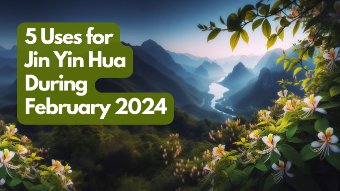 5 Uses for Jin Yin Hua During February 2024