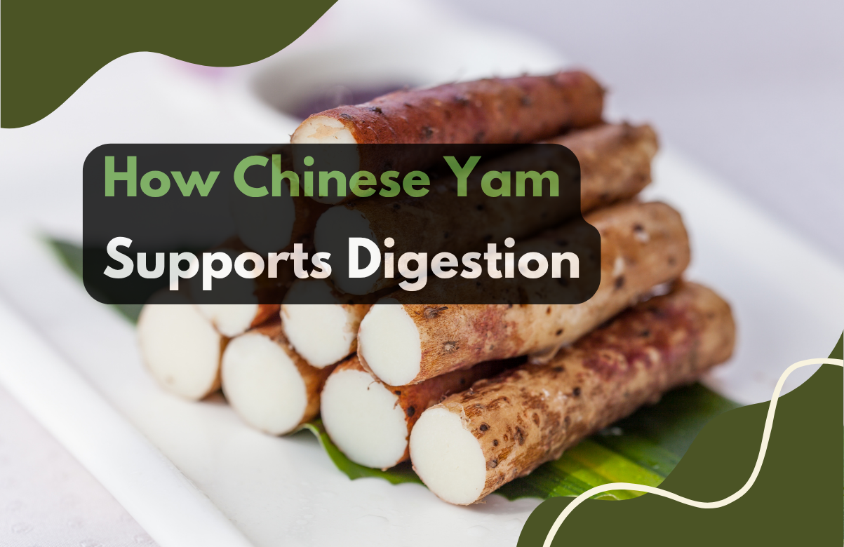 How Chinese Yam Supports Digestion