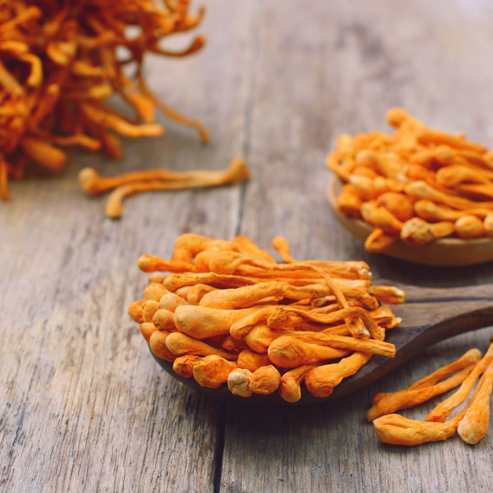 
                  
                    Cordyceps Capsules for Natural Wellness - Vita Herbal Nutrition
                  
                