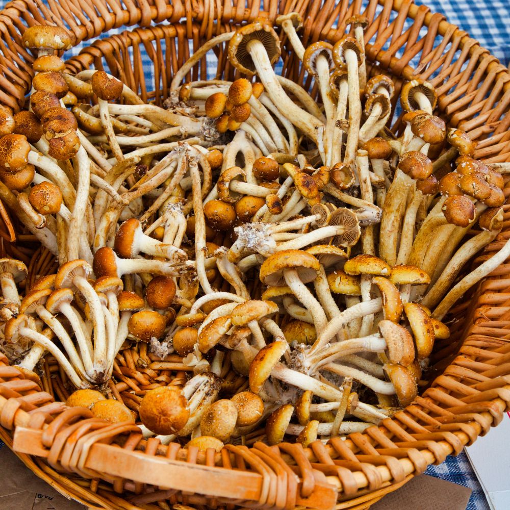 
                  
                    Dried Nameko Mushroom 滑子菇 (Pholiota Microspora/Hua Zi Gu) | (50g)
                  
                