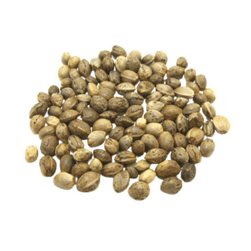 haoma plant seeds Dried Hemp Seeds | Huo Ma Ren | 500g